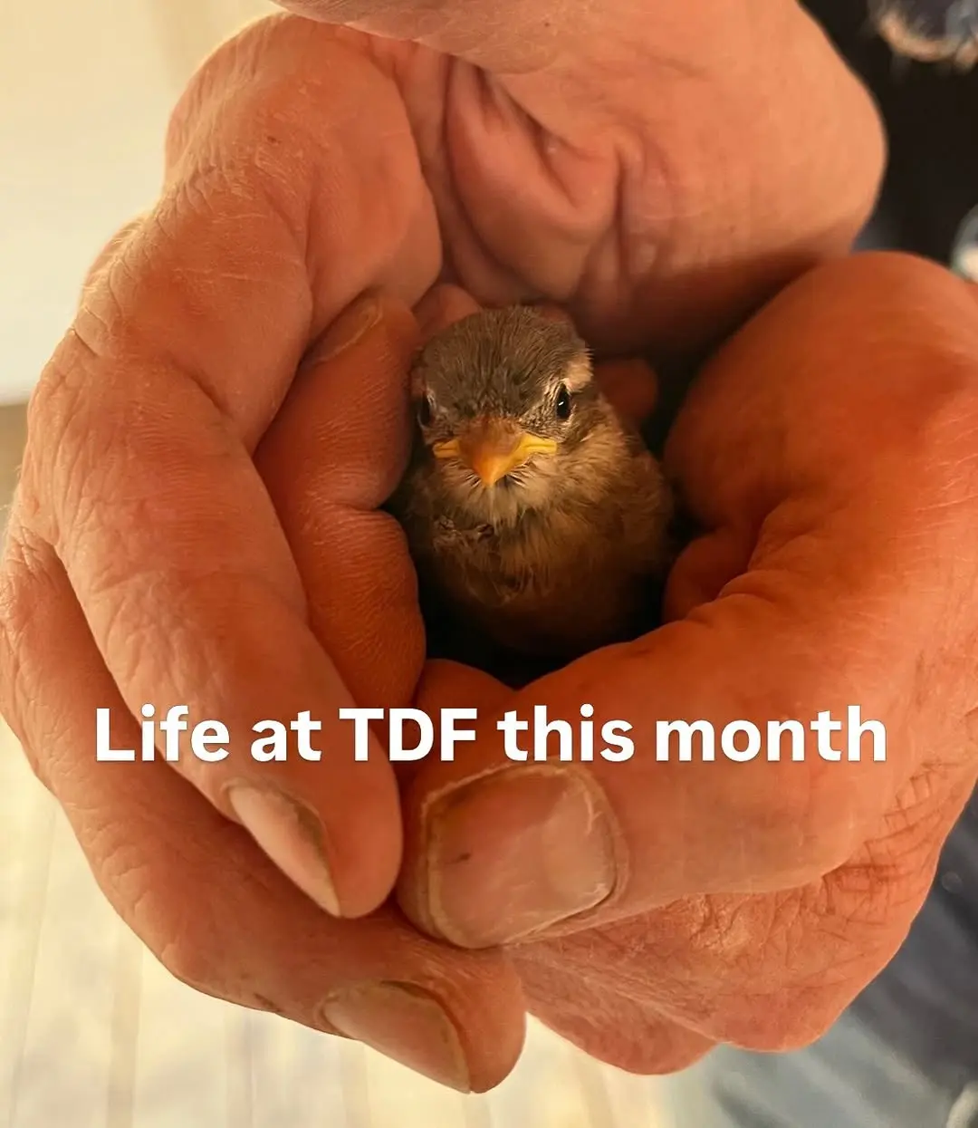 Here’s a little photo dump from what we’ve been up to this May.

Saving baby birds, community culture building workshops