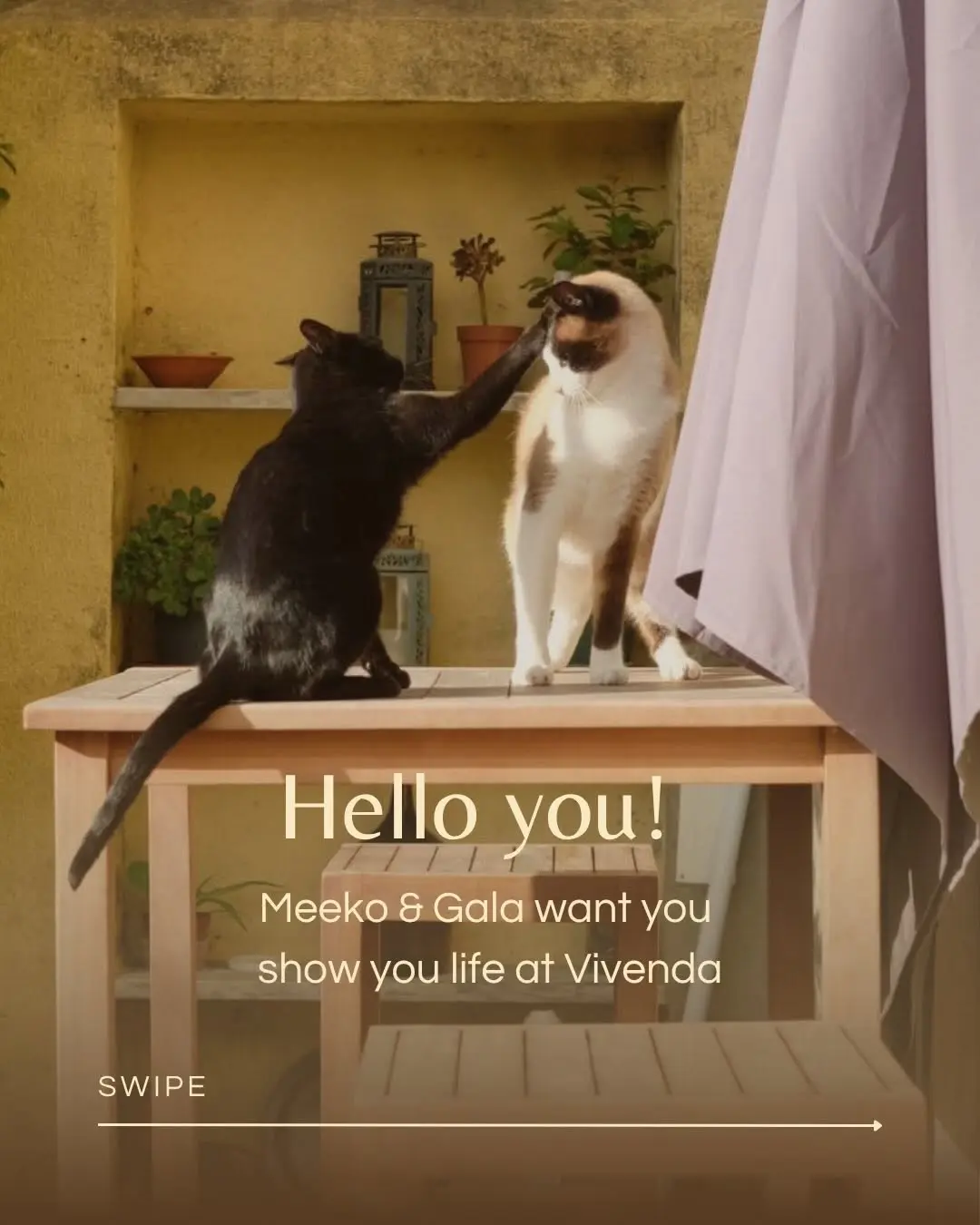 Meeko and Gala insisted on giving you a little tour of life at Vivenda 🐈‍⬛🌿

Surf sessions along the Portuguese coast 🏄‍
